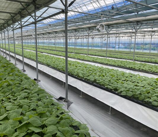 ‘양액재배’로 바꿔 소득 5배 폭증