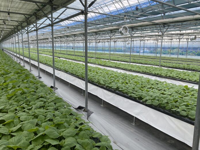 잎들깨 양액재배 모습