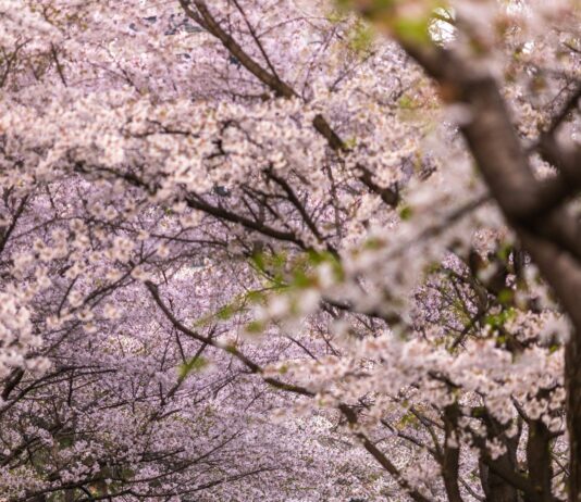 대한민국의 봄, 화려한 벚꽃축제가 시작된다!