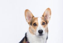 올해 반려동물행동지도사 첫 시험…8월 24일 필기 selective focus photography of Pembroke Welsh Corgi