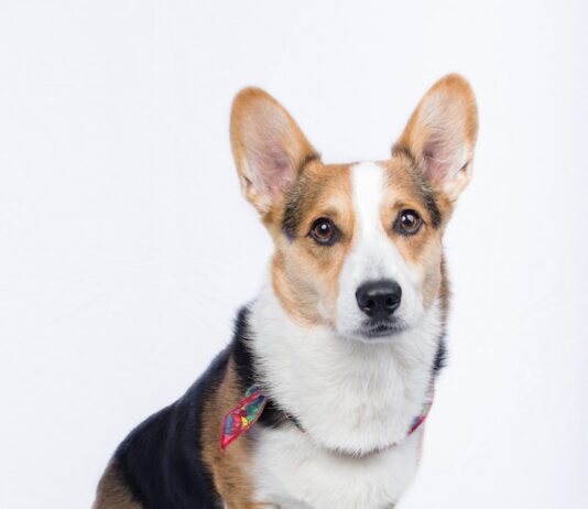 올해 반려동물행동지도사 첫 시험…8월 24일 필기 selective focus photography of Pembroke Welsh Corgi