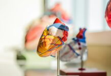 정부 “국립대 의대 전임교원 1000명 증원 차질없이 추진” selective focus photography of heart organ illustration