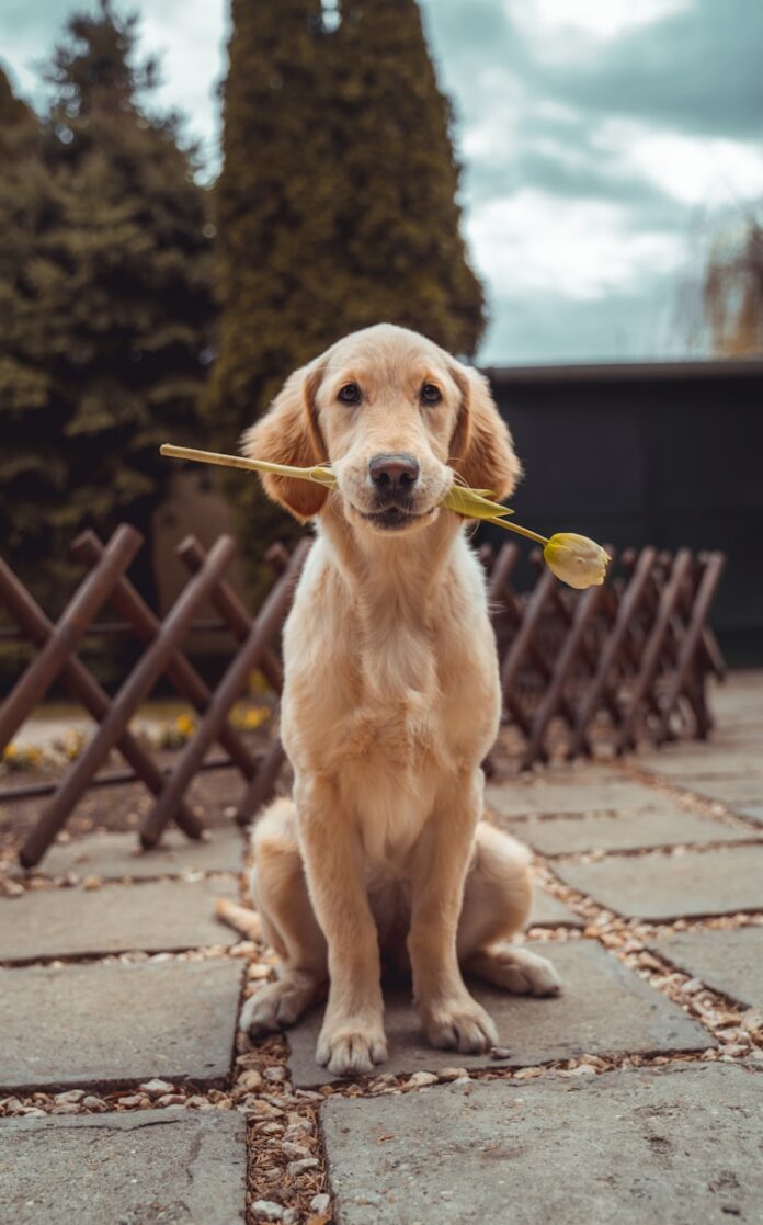 Photo by Richard Brutyo yellow Labrador retriever biting yellow tulip flower