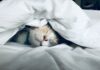 “수면의 질이 내 삶을 바꾼다” – 일상 속 실천 가능한 최신 수면 건강법 white cat sleeps under white comforter