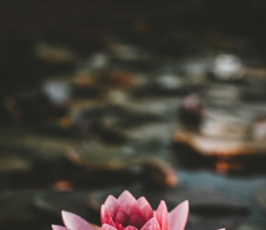 “마음 근력 키우기, 일상에서 실천하는 ‘마음챙김’ 루틴 바람” pink and white lotus flower